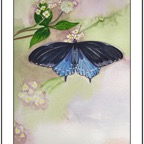Butterfly April 14 2013 framed and ready